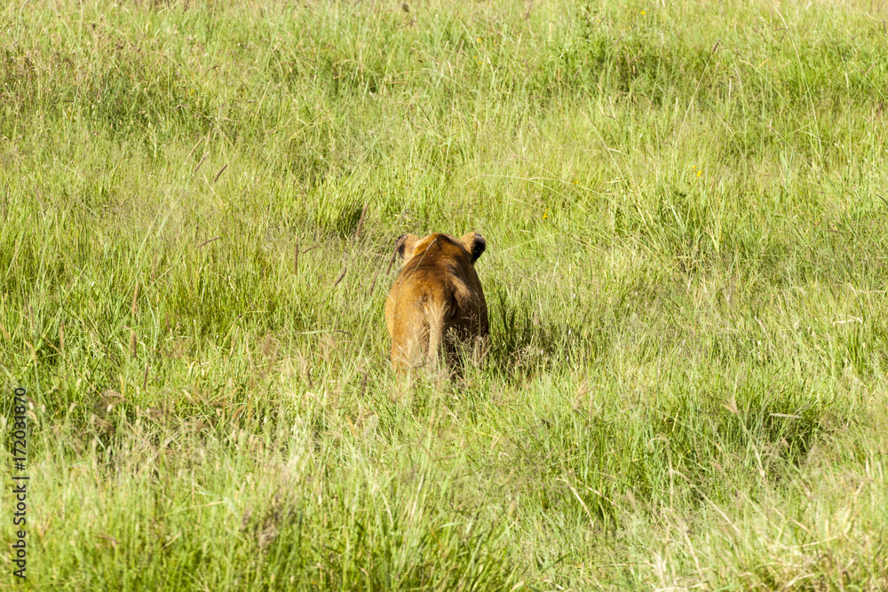 Naklejka premium Lion Butt Shot