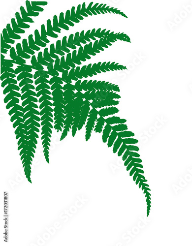 fern leaves silhouette