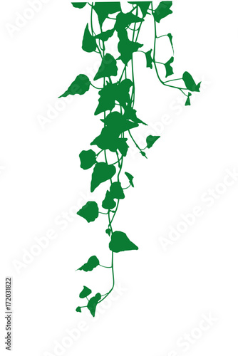 ivy leaves silhouette