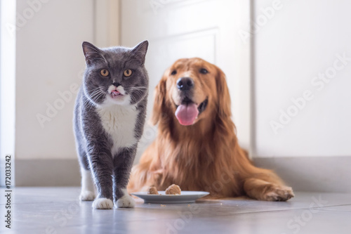 Photography British shorthair cat and Golden Retriever