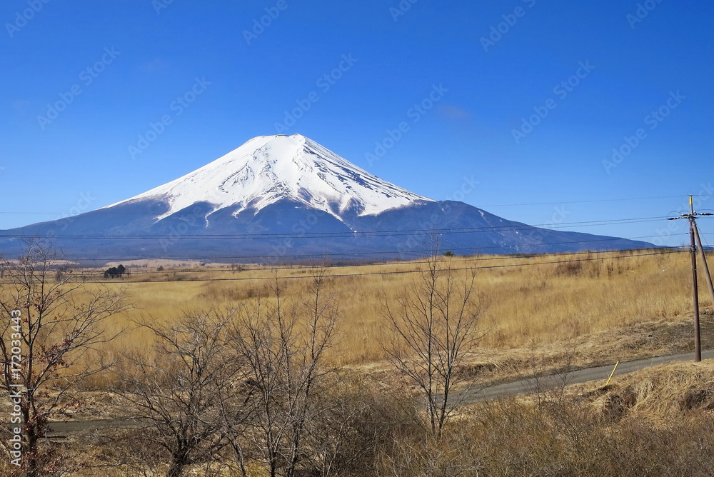 Fuji in spring time with dry grass field, dry tree and clear blue sky in the morning. Fuji is famous mountain of Japan.
