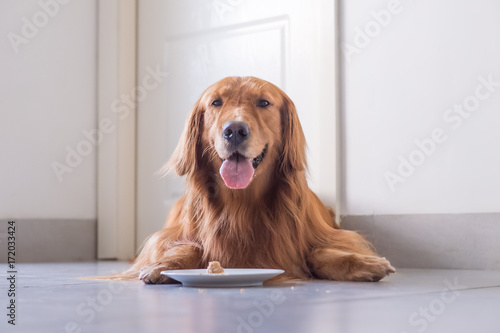 Golden Retriever to lie on the ground