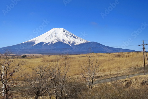 Fuji in spring time with dry grass field, dry tree and clear blue sky in the morning. Fuji is famous mountain of Japan. © Aungsumol