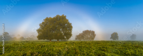 natural phenomenon - white rainbow over a meadow on a foggy morning, so-called fog bow