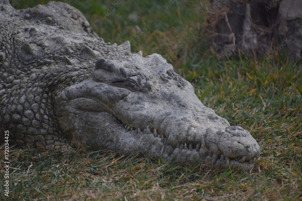 Obraz premium Sleepy croc