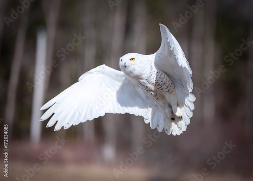 Snow owl