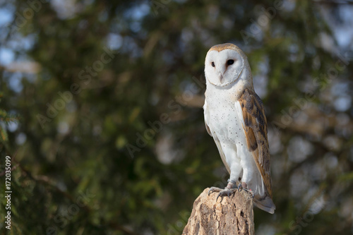 Barn Owl