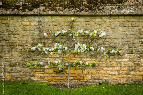 espalier apple tree, Cotswolds