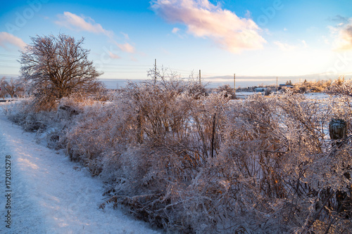 Icy Tree braches