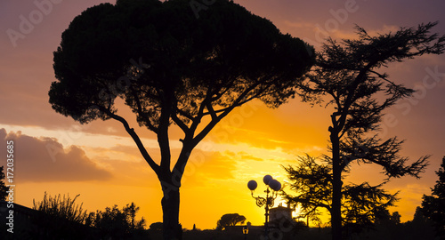 Silhouette of Italian Stone Pine oder Umbrella Pine in Tuscany