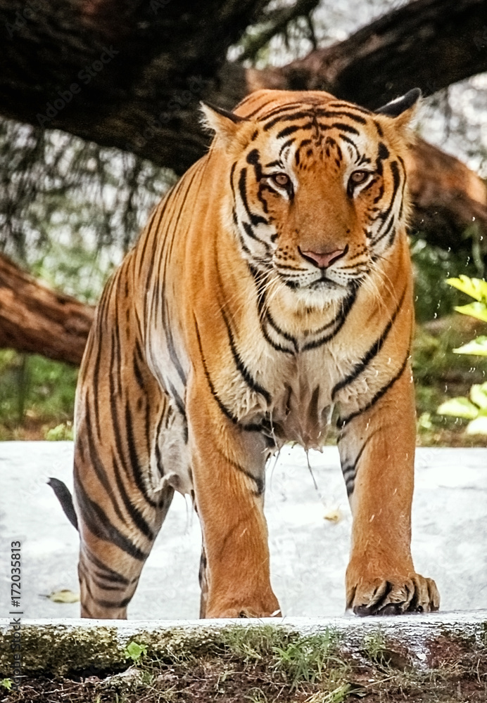 Tiger looking aggressively. Bengal Tiger close up shot. Tiger looking aggressively. Bengal Tiger close up shot.