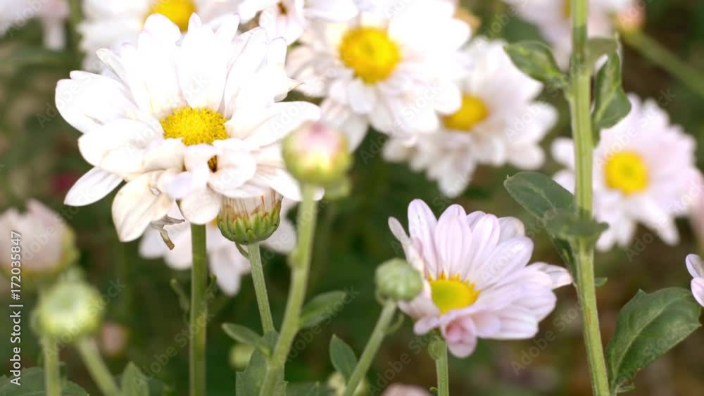 flower on morning time flower on morning time