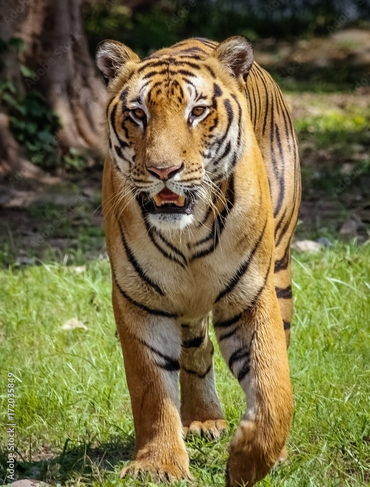 Fototapeta premium Majestic Tiger Walk