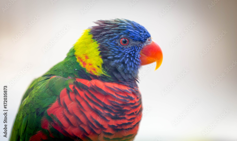 Lorikeet