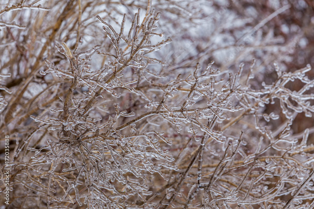 Icy tree branch Icy tree branch