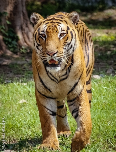 Tiger. Bengal Indian Tiger coming towards camera aggressively. Tiger Portrait shot.