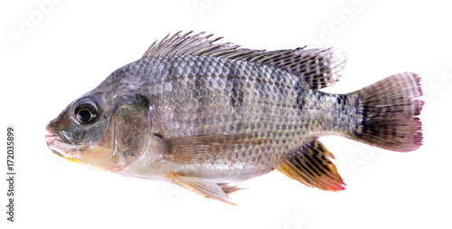 Nile tilapia fish isolated on white background