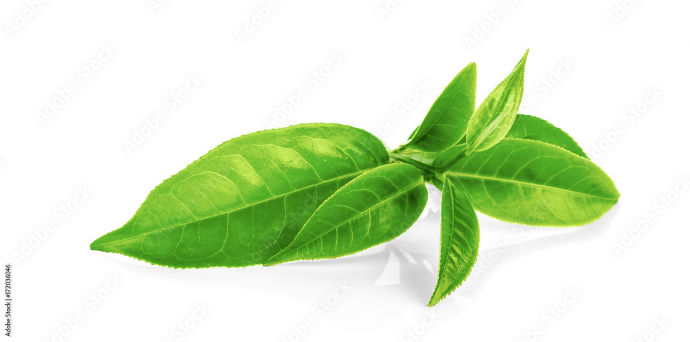 Fototapeta premium Green tea leaf isolated on white background