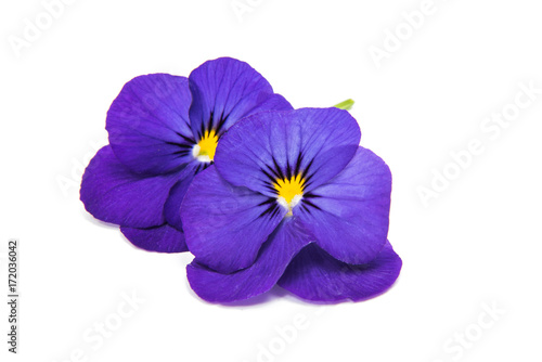 pansies isolated