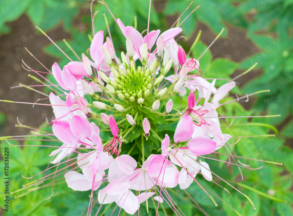 沖縄に咲くクレオメの鮮やかなピンクの花 Stock 写真 Adobe Stock