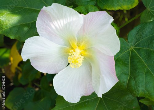 Tapety artystyczne 沖縄に咲く芙蓉の白い大きな花