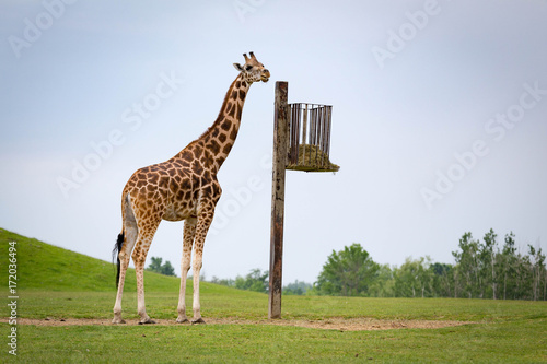 Photography Giraffe eating grass