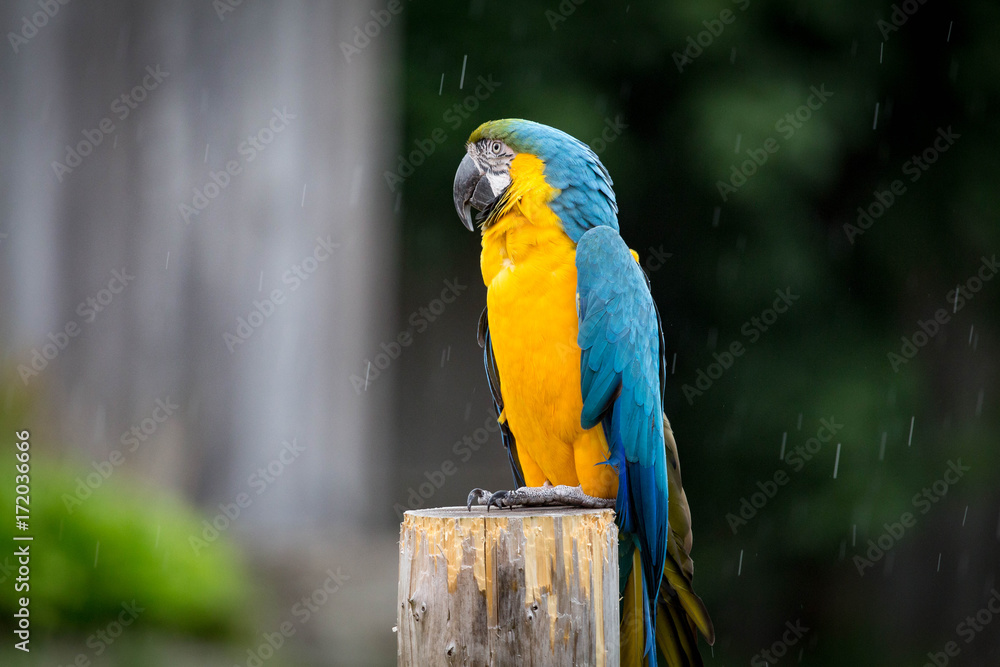 Obraz premium Blue and Gold Macaw
