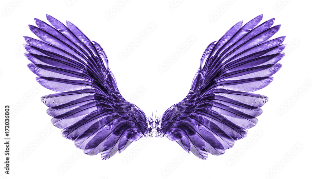 .purple wing on black blackground .purple wing on black blackground