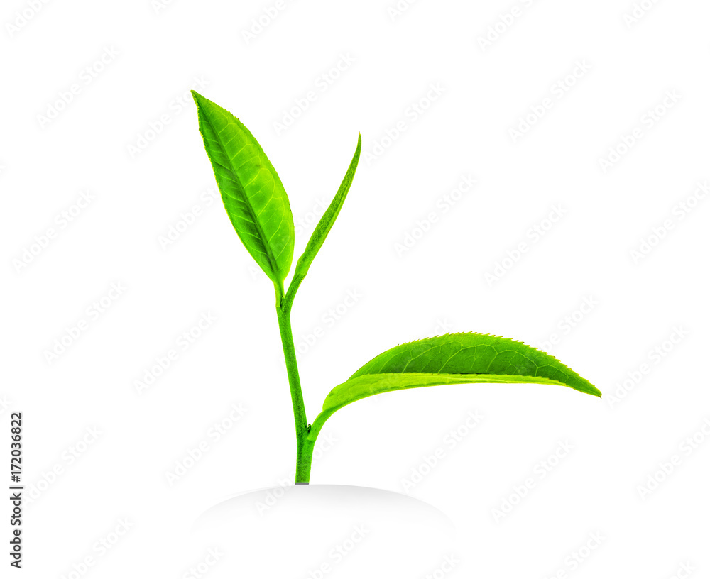 .tea leaves .tea leaves