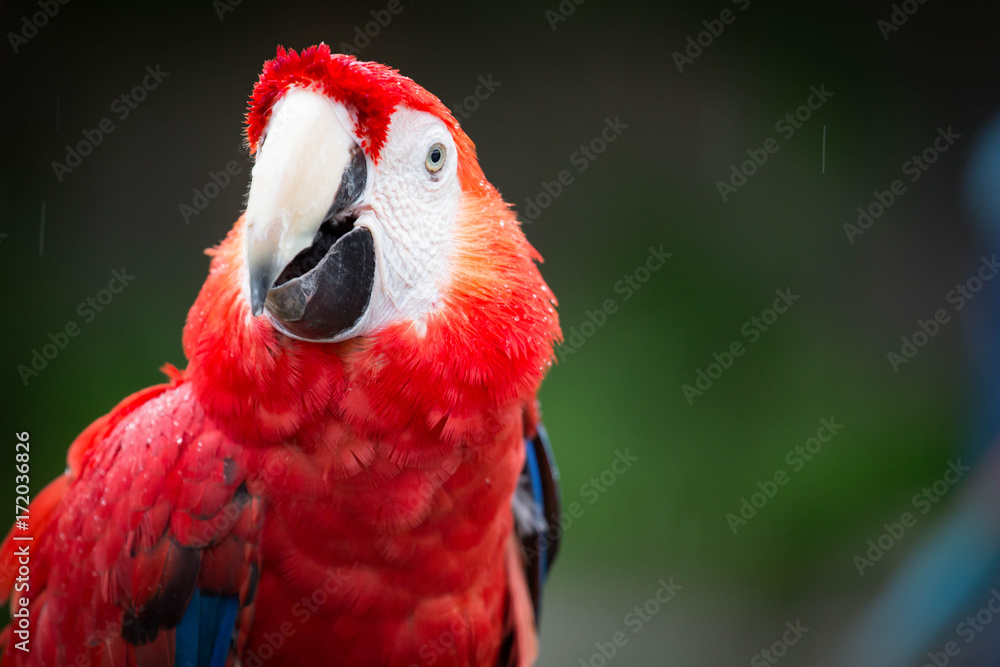 Obraz premium Red Macaw