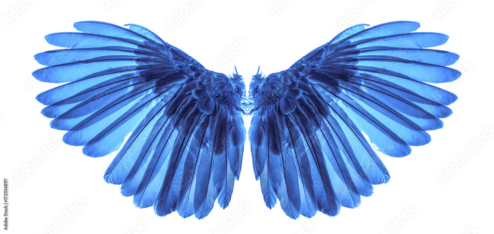Obraz premium wings on white blackground