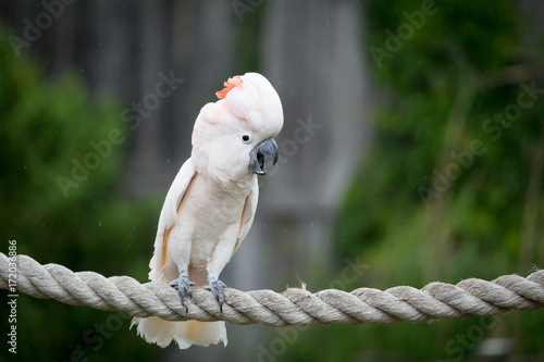 Moluccan Cockatoo