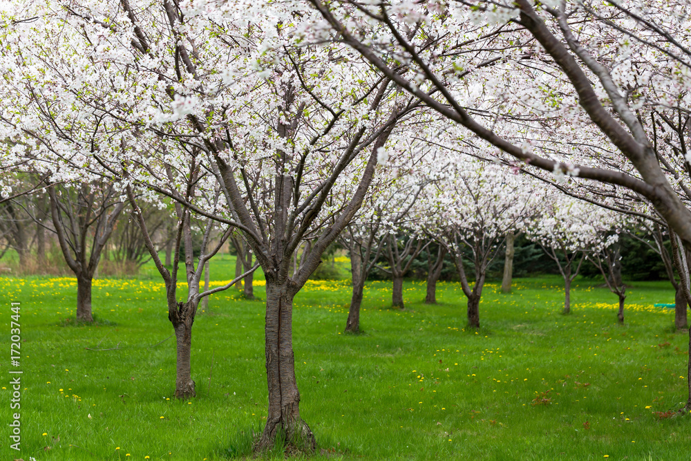 cherry blossom trees