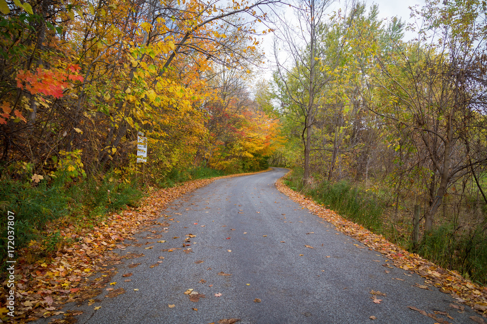 A turning road with fall trees