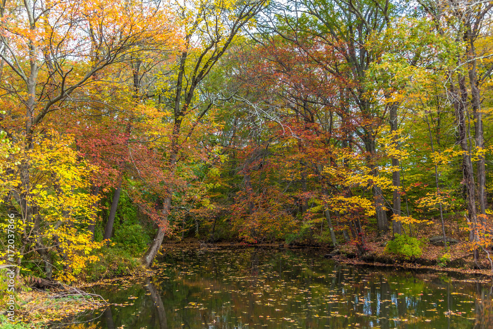 River full of fallen leave during fall foliage in New England River full of fallen leave during fall foliage in New England