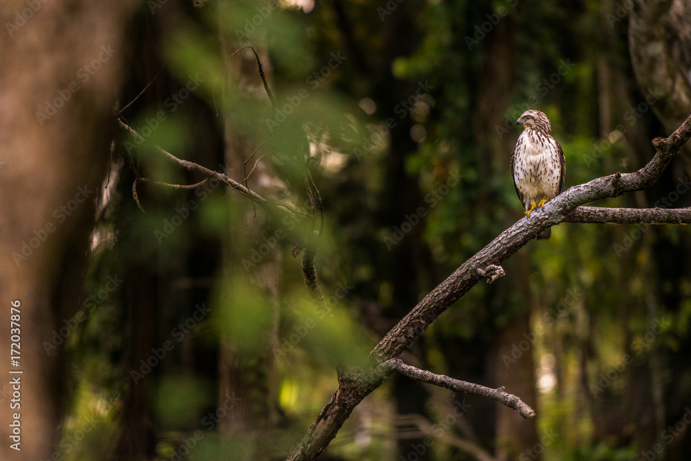 Bussard in der costerikanischen Landschaft Bussard in der costerikanischen Landschaft