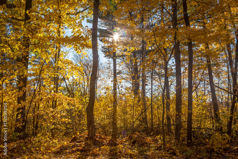 Fototapeta premium Yellow fall trees with blue sky in the background