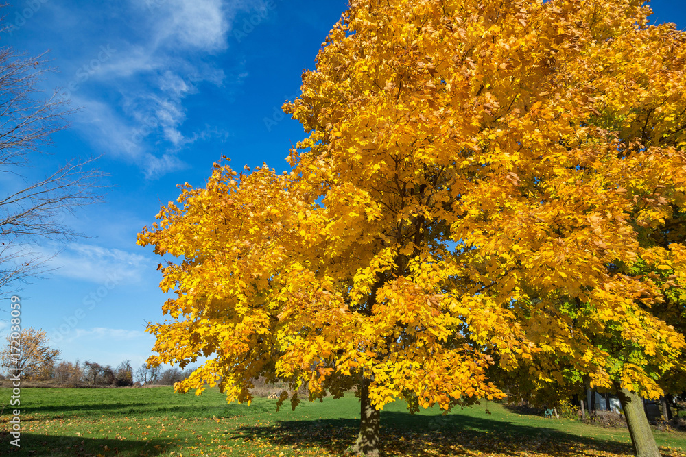 Fototapeta premium Yellow fall trees with blue sky in the background