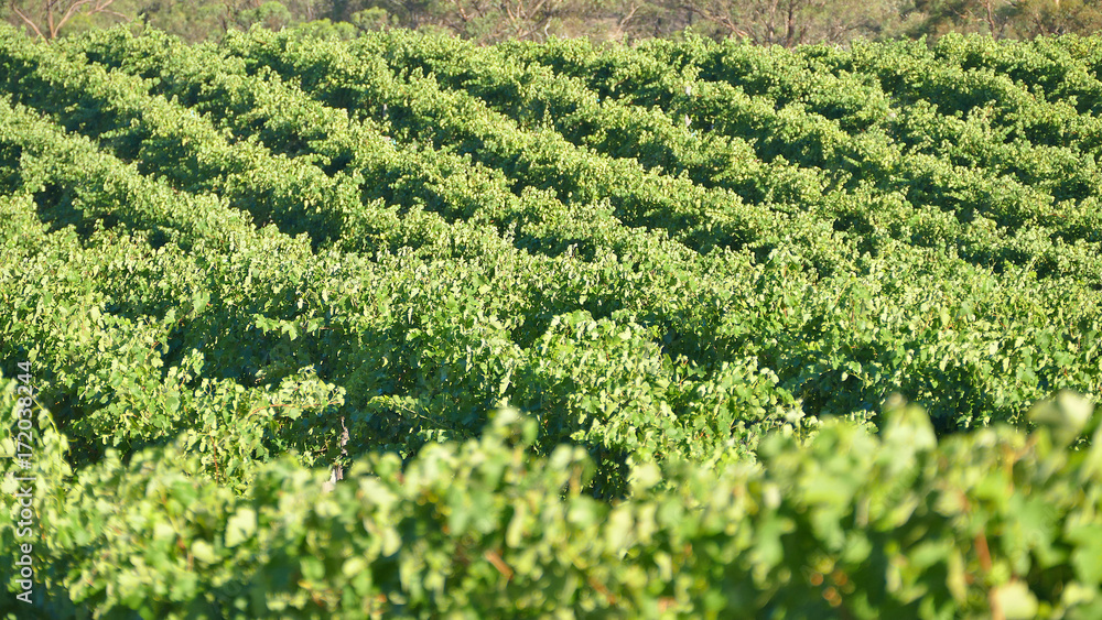 Bunch of Australian Wine Grapes Barossa valley Bunch of Australian Wine Grapes Barossa valley