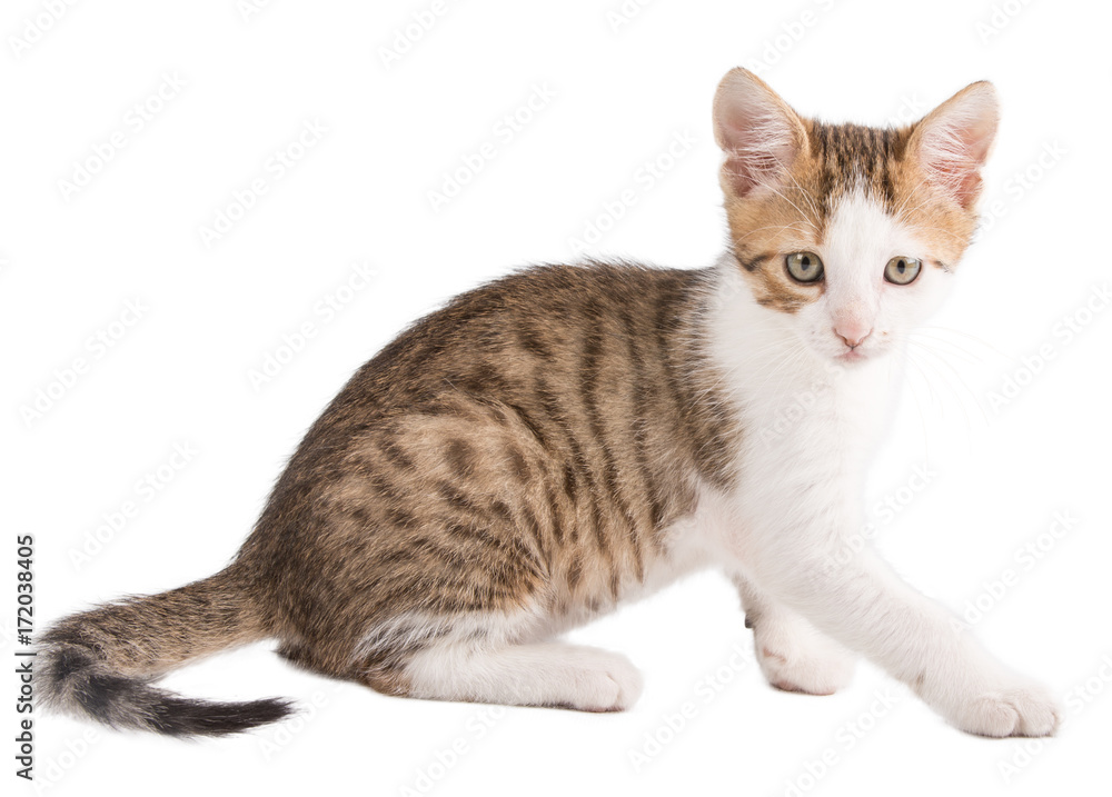 Kitten with striped hair isolated on white background