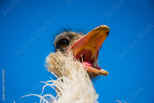 Funny restless noisy African ostrich