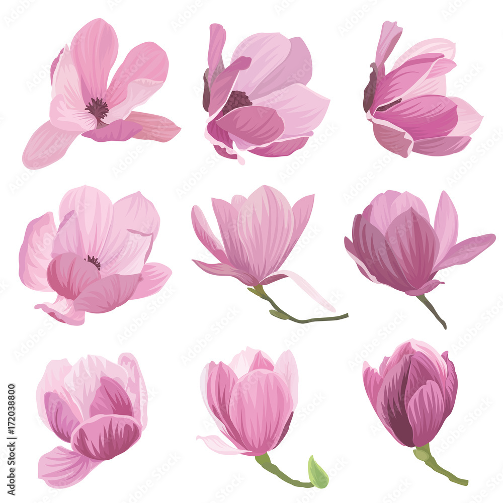 Obraz premium Magnolia flowers on white background. Vector set of blooming floral for wedding invitations and greeting card design.