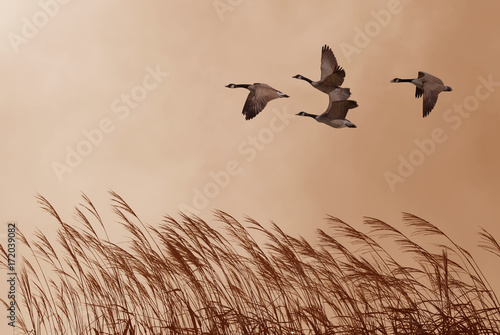 Birds in flight against bright autumn background