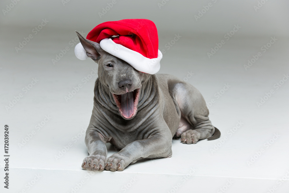 thai ridgeback puppy in xmas hat thai ridgeback puppy in xmas hat