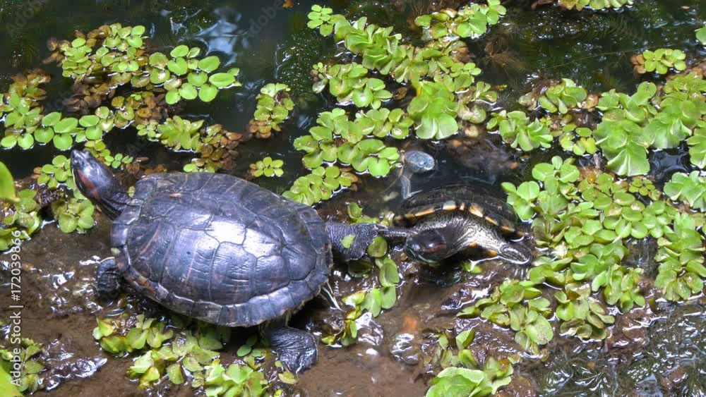 Turtle Walking Out of Pond Water Turtle Walking Out of Pond Water