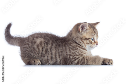 Tabby cat kitten lying and catching on white background, isolated
