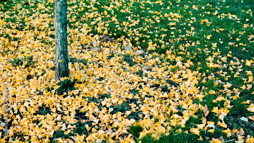 Late Fall