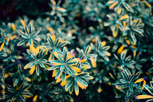 Plants