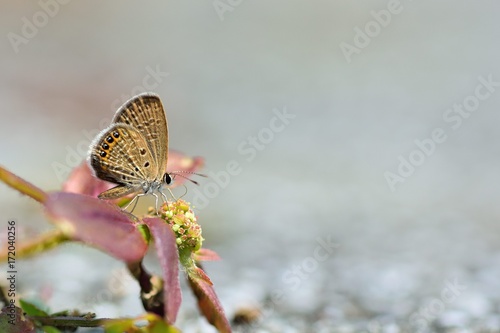 Butterfly (Freyeria putli formosanus) Taiwan's smallest gray butterfly photo