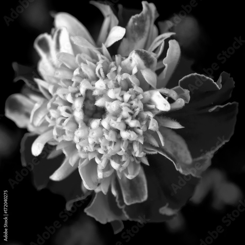 Flower at Neighbour